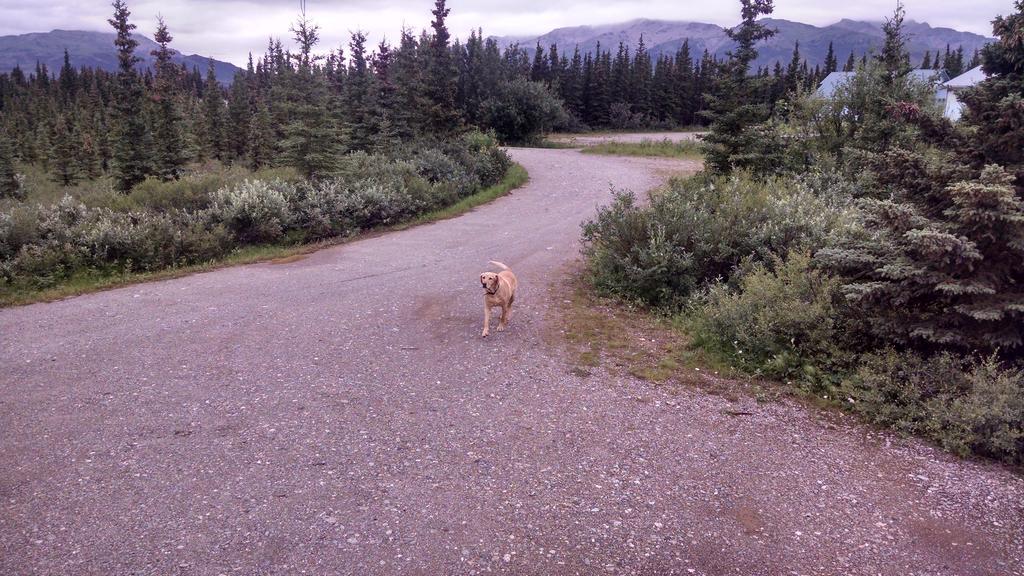 Denali'S Alaskan Spruce Cabins Хийли Екстериор снимка